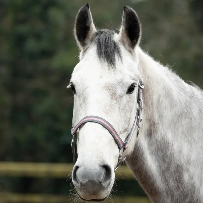 Hy Equestrian Economy Plus Two-Tone Head Collar - Navy/Baby Pink-1