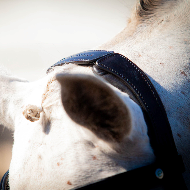 EcoRider Ultra Comfort Claddagh Bridle - Black-3