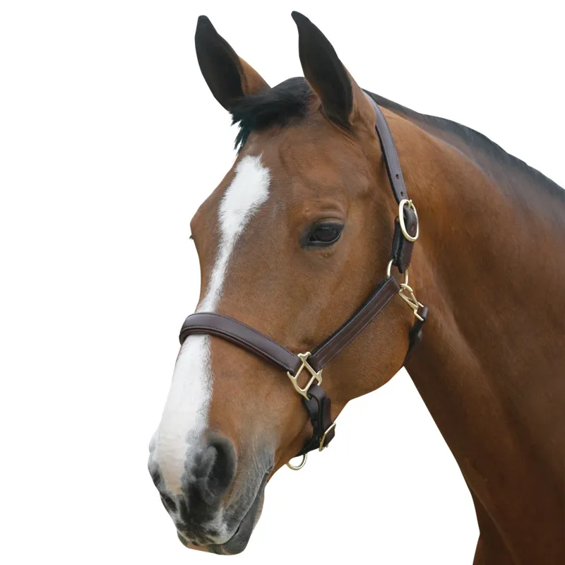 Mark Todd Cob Leather Headcollar - Havana