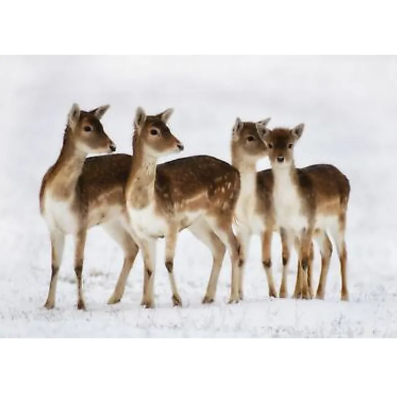 Country Matters Single Placemat - Christmas Fallow 