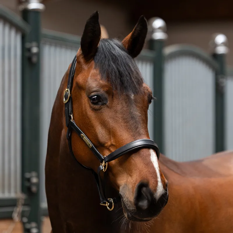 Eskadron Leather Elegance Headcollar - Black-1