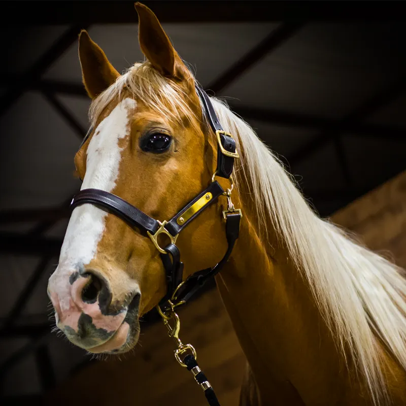 Horseware Amigo Leather Headcollar - Brown