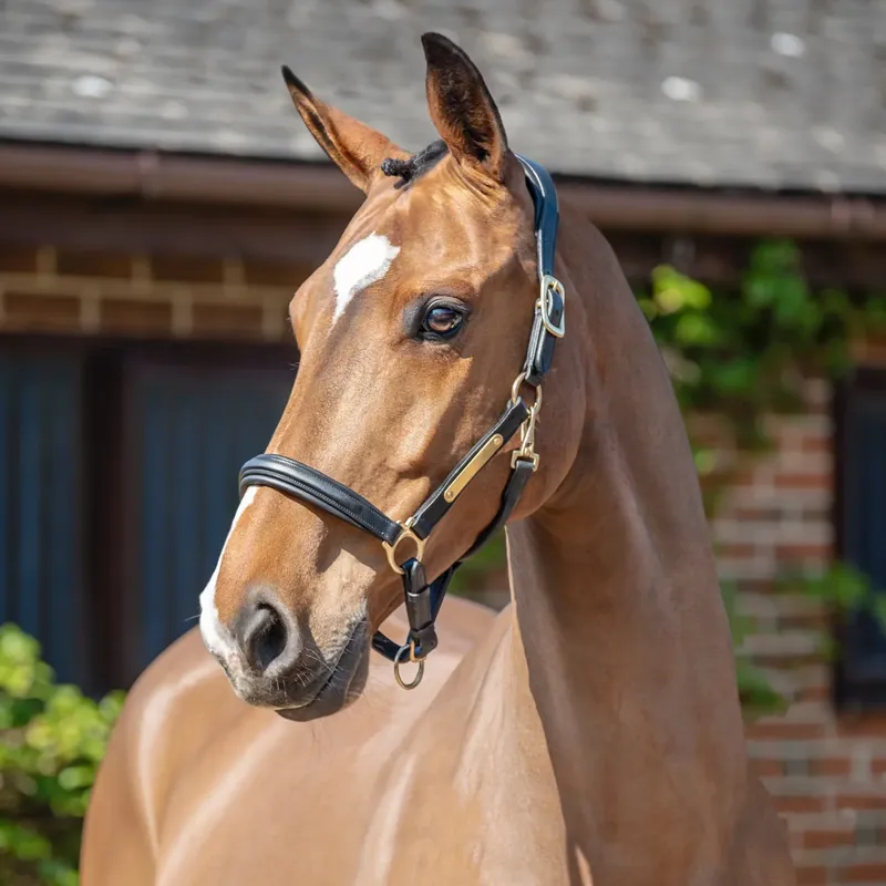 Henry James Leather Headcollar and Premium Leadrope with a Branded Shopper Bag-1
