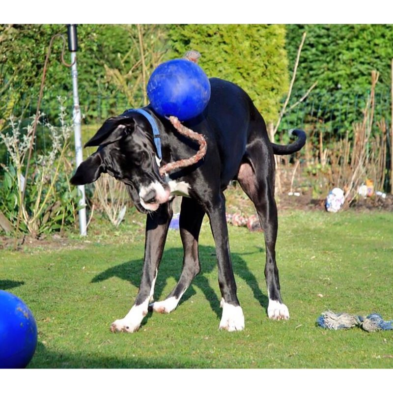 Jolly Ball Pets Romp-n-Roll - Blue-1