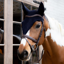 Kentucky Long Fly Veil Full - Navy