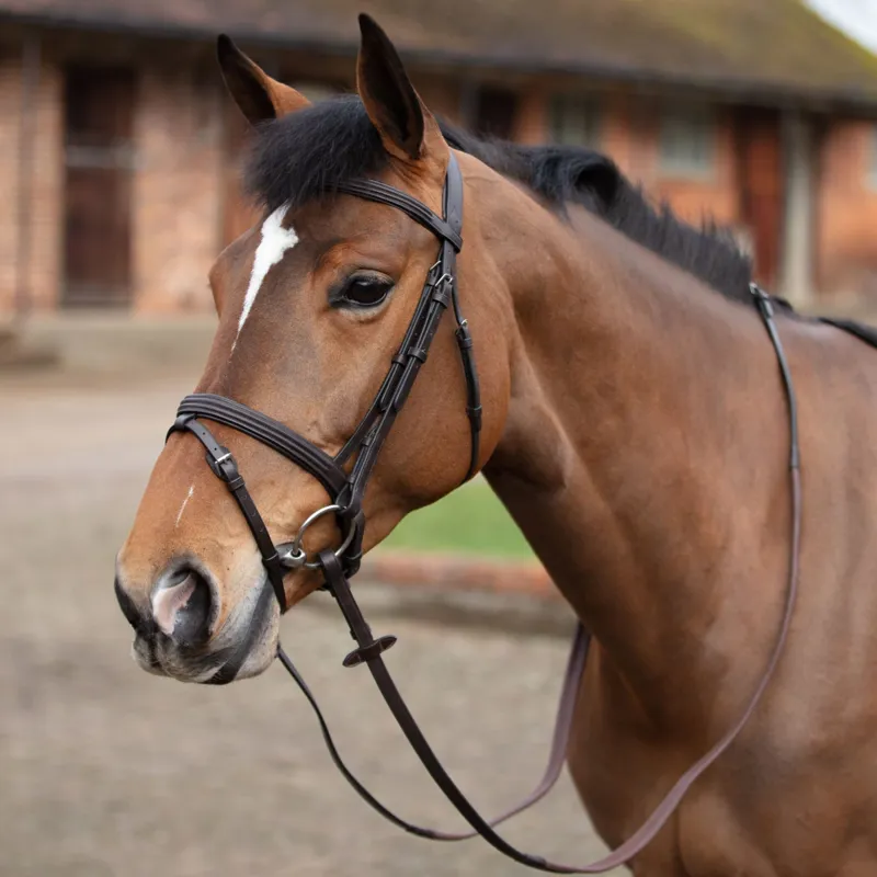 Mark Todd Double Raised Bridle - Havana