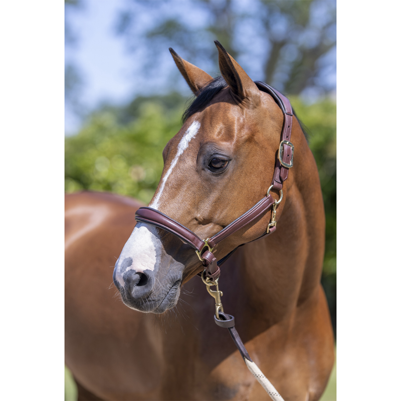 LeMieux Anatomic Leather Headcollar - Brown-1