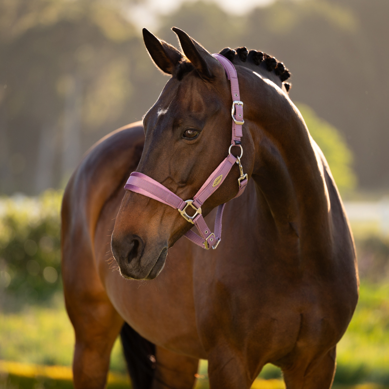 LeMieux Versailles Headcollar - Mallow-1
