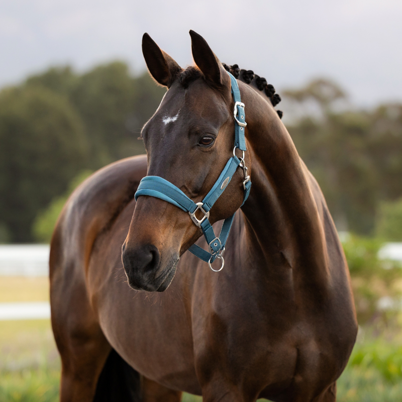 LeMieux Versailles Headcollar - Jungle-1