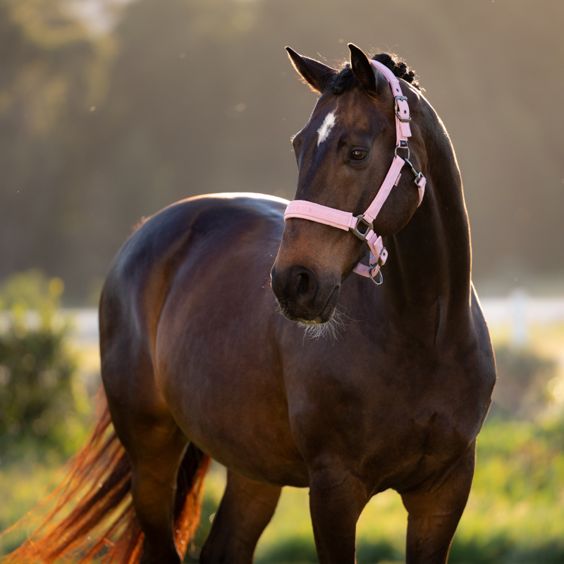LeMieux Essence Headcollar - Fondant-1