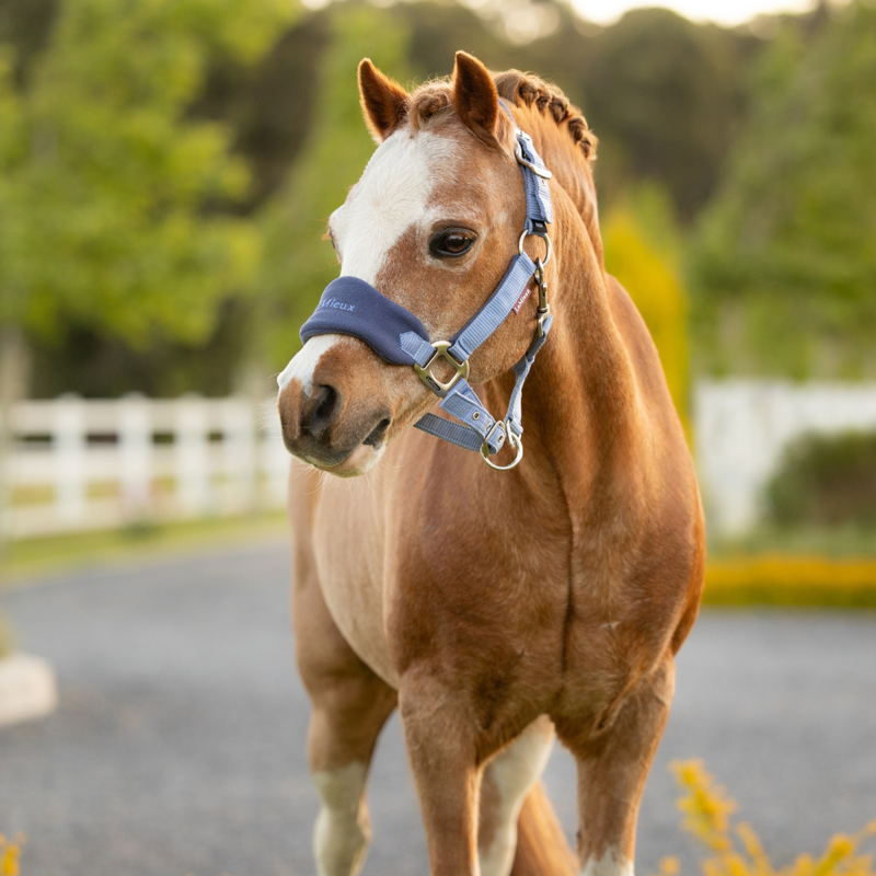 LeMieux Mini Vogue Headcollar and Leadrope - Powder Blue-1