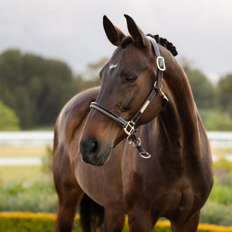 LeMieux Rope Control Headcollar - Pecan-1