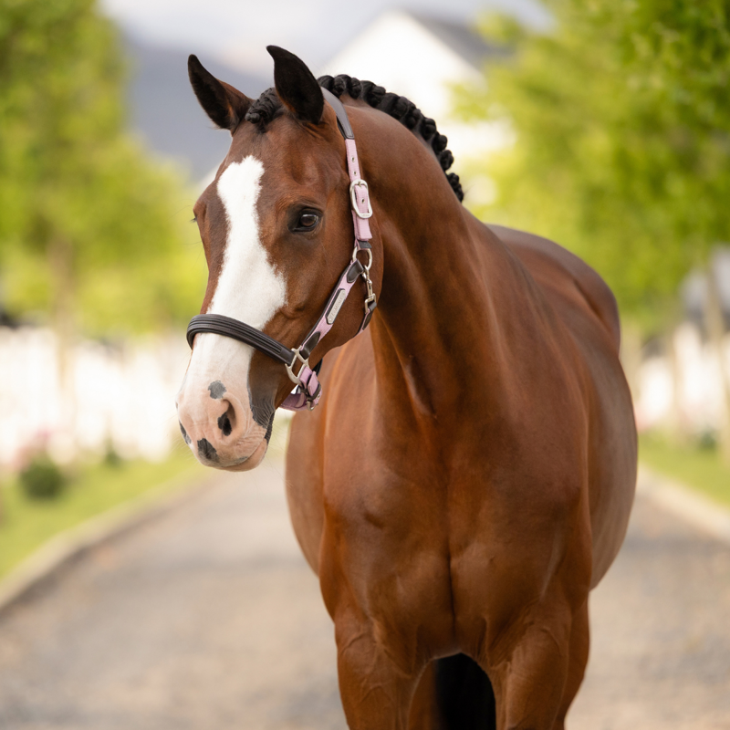 LeMieux Capella Headcollar - Fondant-1