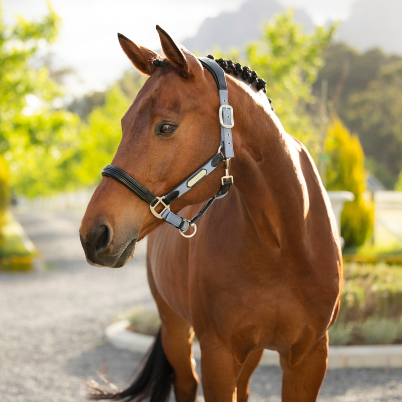 LeMieux Capella Headcollar - Powder Blue-1