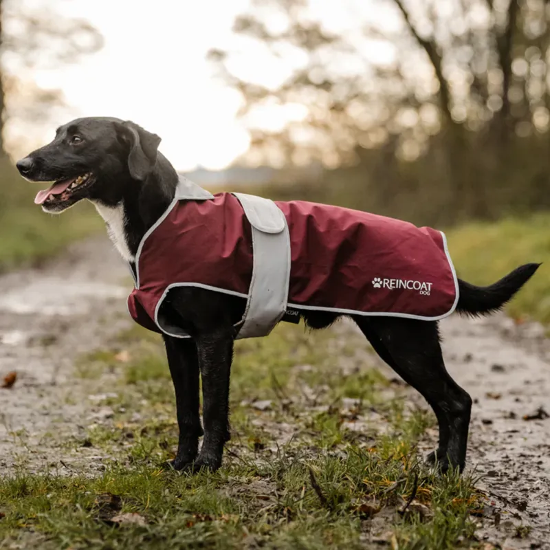 Reincoat Dog Coat - Burgundy