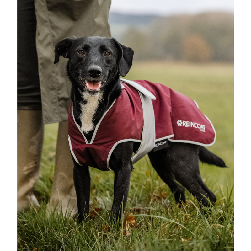 Reincoat Dog Coat - Burgundy-3