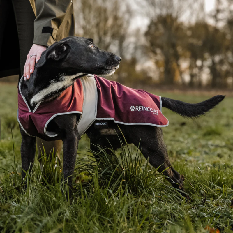 Reincoat Dog Coat - Burgundy-6