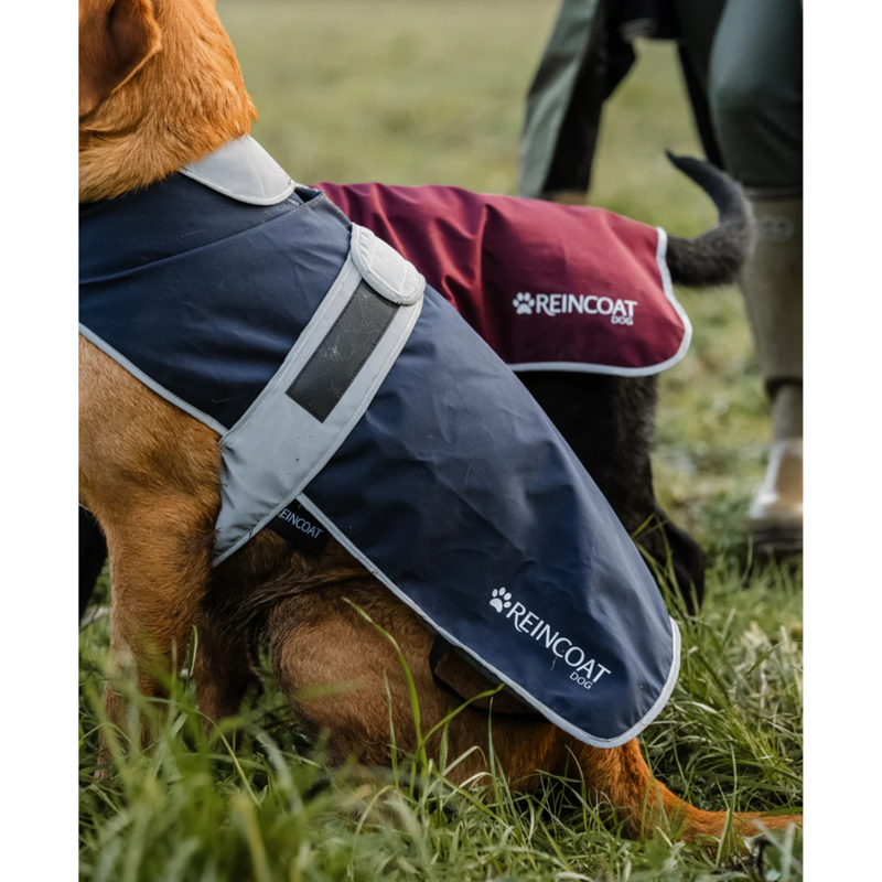 Reincoat Dog Coat - Burgundy-7