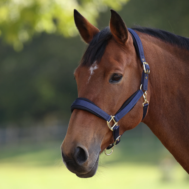 Shires ARMA Padded Headcollar - Navy-1