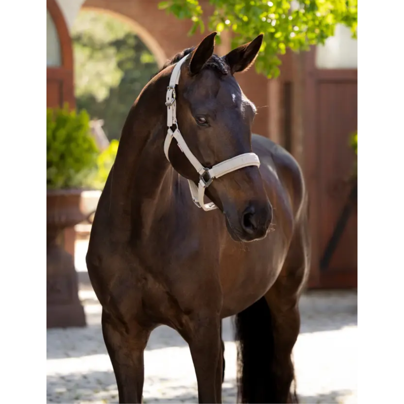 LeMieux Essence Headcollar - Stone-1