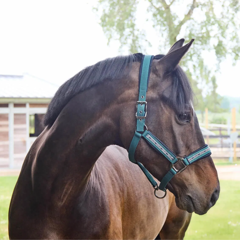 Kingsland KLNora Halter - Green June Bug-1