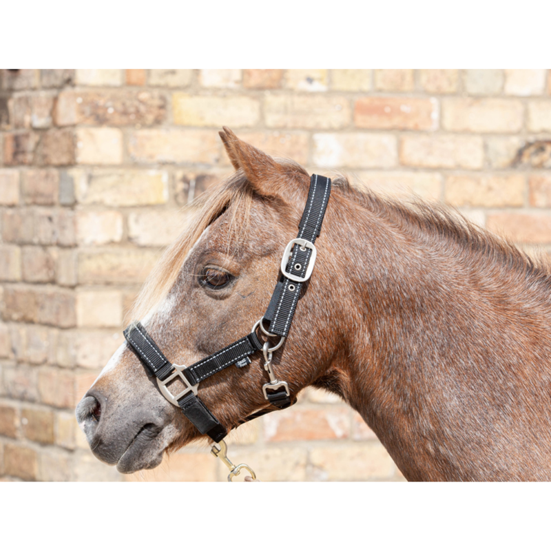 Cameo Fieldsafe Headcollar - Black-1