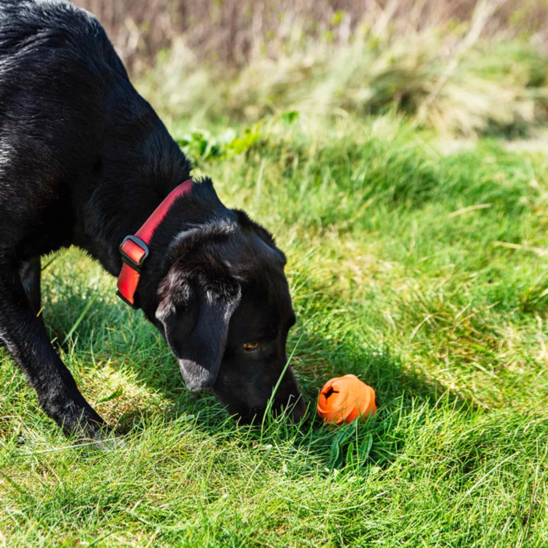 Mountain Paws Dog Wave Treat Ball Dispenser-2