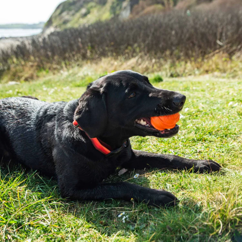 Mountain Paws Dog Wave Treat Ball Dispenser-3