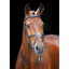 Shires Salisbury Brackley Bridle - Black 