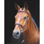 Shires Salisbury Bodenham Bridle - Australian Nut