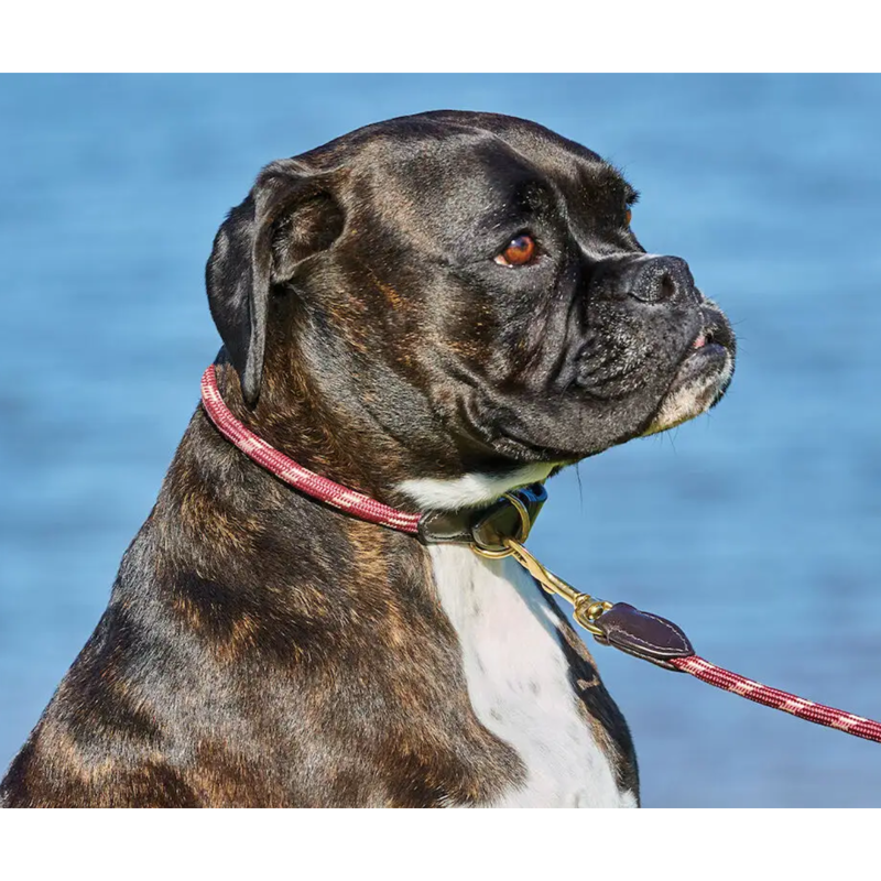 WeatherBeeta Rope Leather Dog Collar - Burgundy/Brown-1