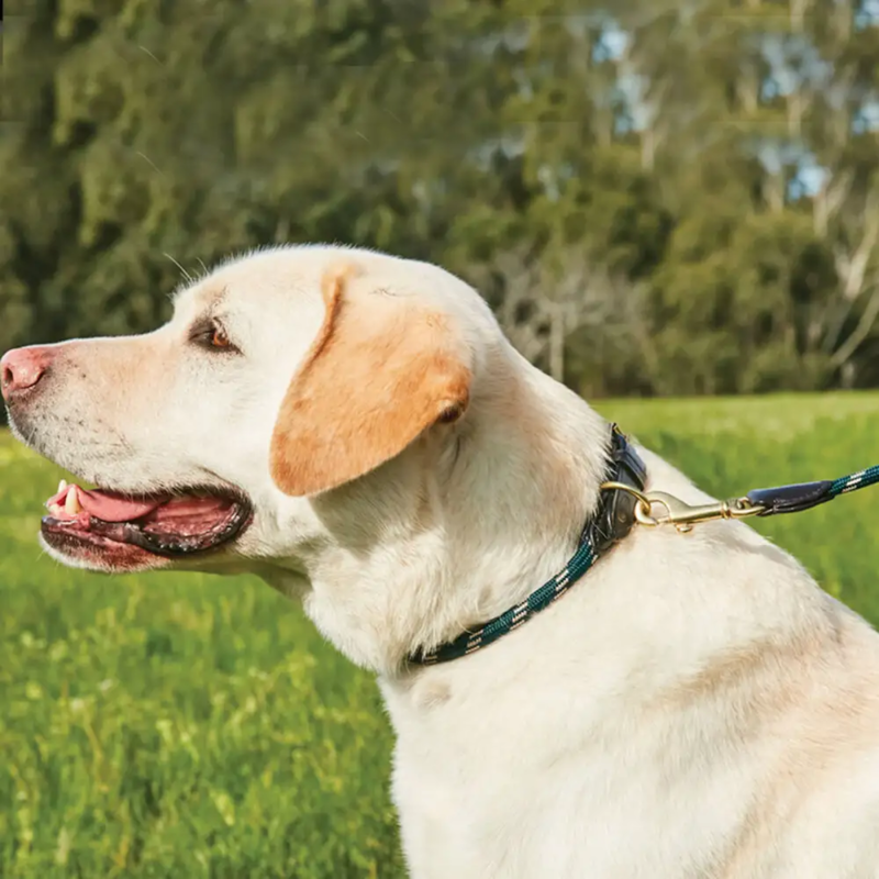 WeatherBeeta Rope Leather Dog Collar - Hunter Green/Brown-1