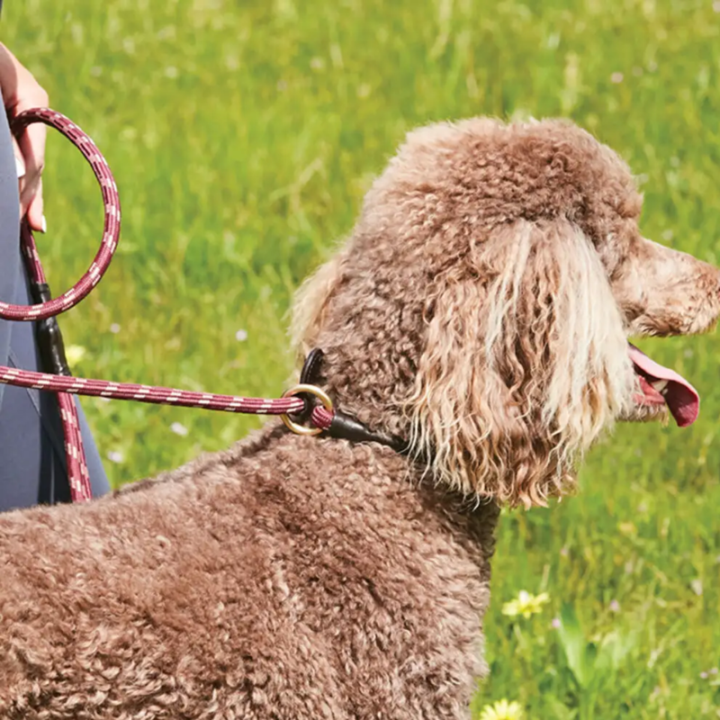 WeatherBeeta Rope Leather Slip Dog Lead - Burgundy/Brown-1