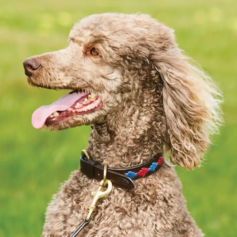 WeatherBeeta Polo Leather Dog Collar - Beaufort Brown/Pink/Blue-1