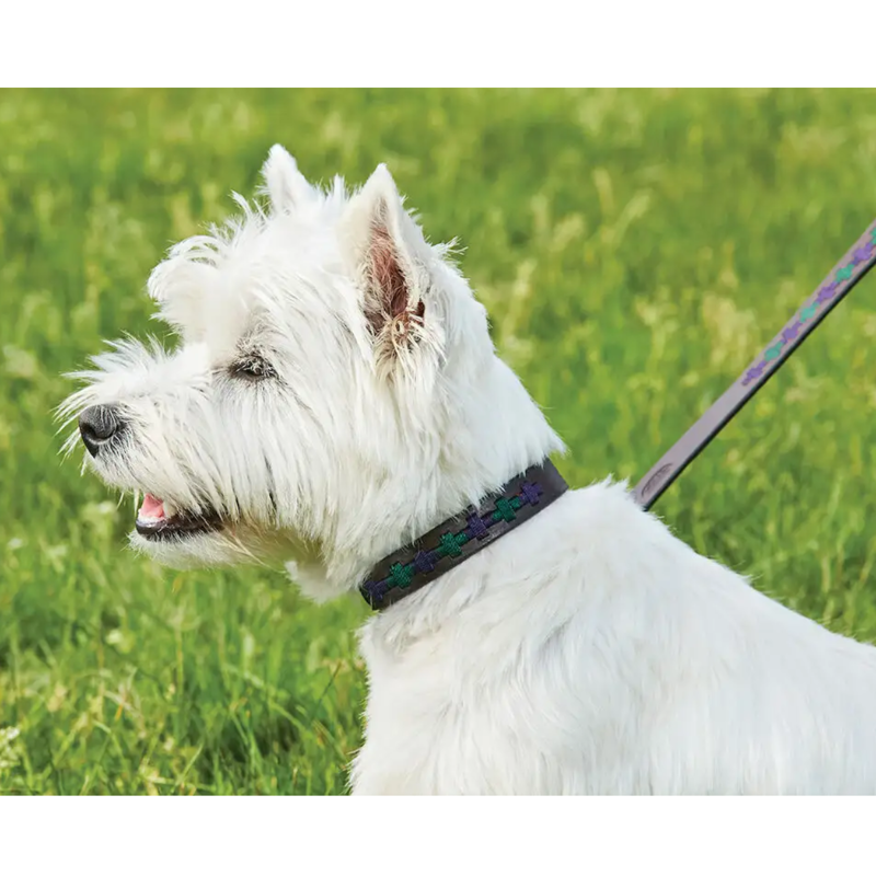 WeatherBeeta Polo Leather Dog Collar - Beaufort Brown/Purple/Teal-1