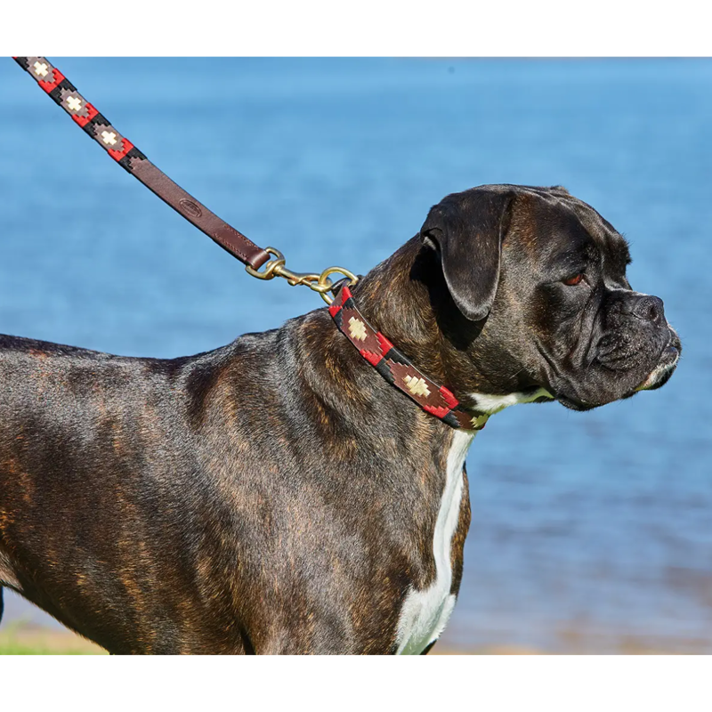 WeatherBeeta Polo Leather Dog Collar - Cowdray Brown/Black/Red/White-1