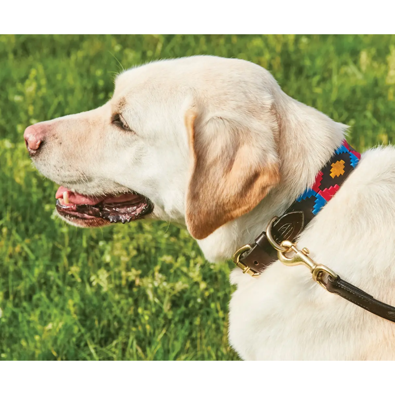 WeatherBeeta Polo Leather Dog Collar - Cowdray Brown/Pink/Blue/Yellow-1