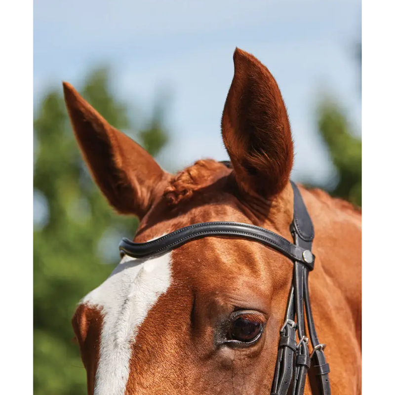 Collegiate ComFiTec Grackle Bridle - Black-2