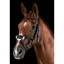Collegiate ComFiTec Grackle Bridle - Brown