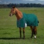 WeatherBeeta ComfiTec Plus Dynamic Turnout 100g Rug - Forest Green/Navy