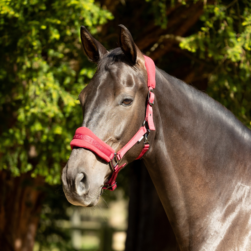 ProReaction Dura Fleece Headcollar by Hy Equestrian - Burgundy