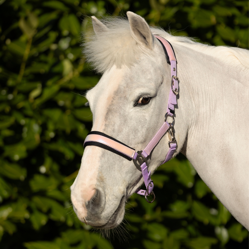 Hy Equestrian Glimmer Headcollar - Lilac-1