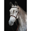 Collegiate Hunt Cavesson Bridle IV - Black