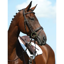 Collegiate Syntovia+ Padded Raised Flash Bridle - Brown