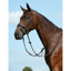Collegiate Syntovia+ Plain Flat Running Martingale - Brown