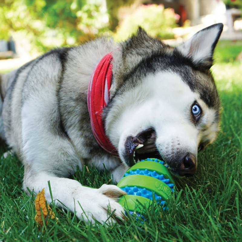KONG Squeezz Goomz Ball Dog Toy - Green/Blue-1