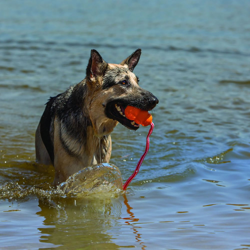 KONG Aqua Dog Toy - Orange-1