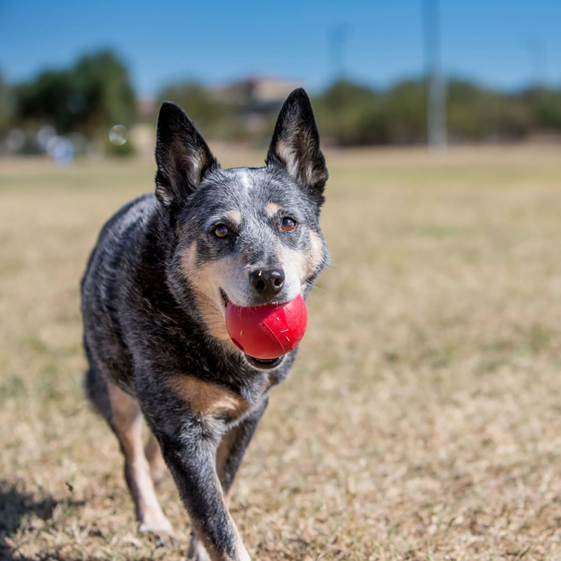 KONG Ball Dog Toy - Red-1