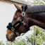 Kentucky Nylon Sheepskin Headcollar Soft - Black