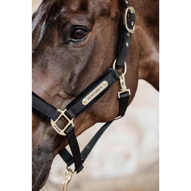 Kentucky Velvet Headcollar - Black-2